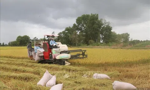 Định hướng nông dân sử dụng giống lúa thơm, chất lượng cao vào sản xuất
