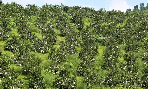 Cam hữu cơ bọc quả ở Thanh Chương- Nghệ An