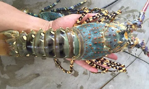 Phú Yên hướng đến nuôi tôm hùm bền vững