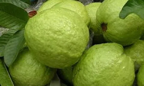 Lợi ích kép từ mô hình thâm canh ổi sạch theo quy trình VietGAP