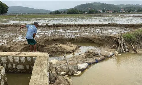 Bình Định khắc phục ngập lụt, tập trung sản xuất vụ Đông Xuân