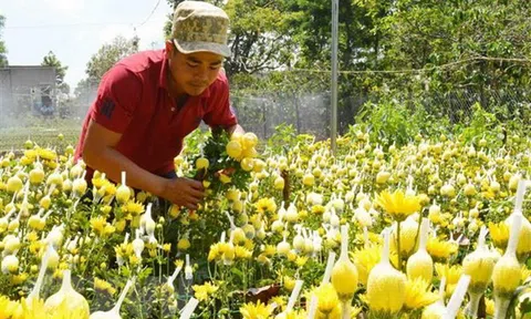 Các nhà vườn chuẩn bị hoa cung ứng dịp Tết