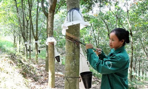 Ấn Độ tăng nhập khẩu cao su từ thị trường Việt Nam