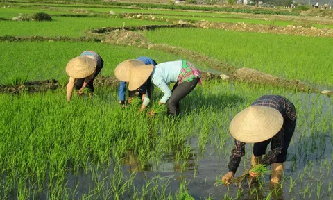 Hà Nam chuyển đổi mạnh cơ cấu mùa vụ, cây trồng vụ Xuân