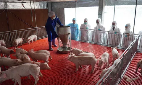 Kiểm soát chặt, ngăn chặn các ổ dịch tả lợn châu Phi tái phát
