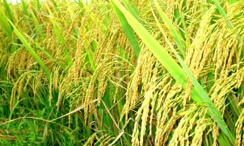 Malaysia phát triển giống lúa mới bằng công nghệ hạt nhân