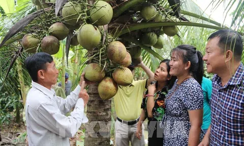 Trà Vinh nhân rộng mô hình trồng dừa hữu cơ