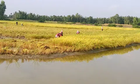 Hiệu quả từ mô hình "con tôm ôm cây lúa"