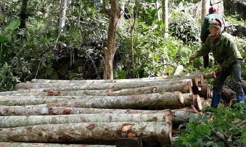 Gia tăng giá trị kinh tế gỗ rừng trồng