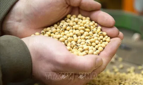 Thị trường nông sản tuần qua: Giá lúa, gạo tiếp tục giảm