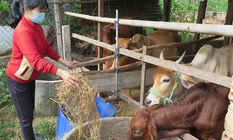 Lợi ích kinh tế từ chương trình lai tạo giống bò