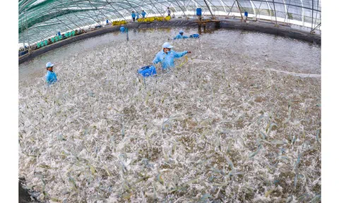 Bạc Liêu ứng dụng công nghệ trong phát triển nuôi trồng thủy sản