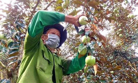 Có lợi nhuận nhưng người trồng vú sữa mong đầu ra ổn định