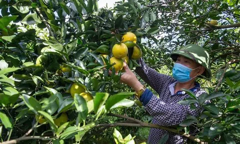 Hòa Bình lên kế hoạch tìm các kênh tiêu thụ nông sản ổn định