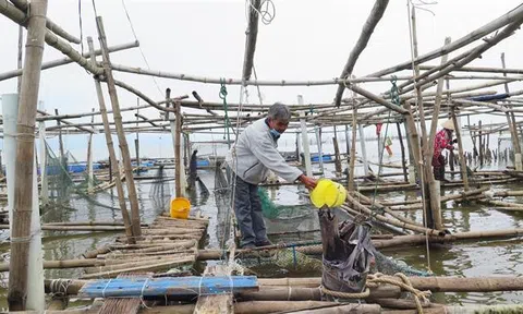 Đảm bảo an toàn nghề nuôi cá lồng trên vùng đầm phá
