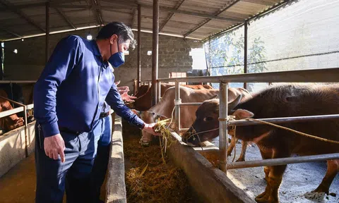 Hiệu quả từ những mô hình khuyến nông ở Hà Giang