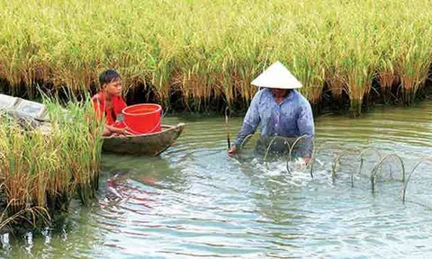 Thu bạc tỷ từ mô hình nuôi cá linh, tôm càng xanh trong ruộng lúa