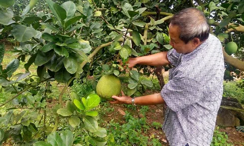 Người trồng bưởi với nỗi lo vụ Tết