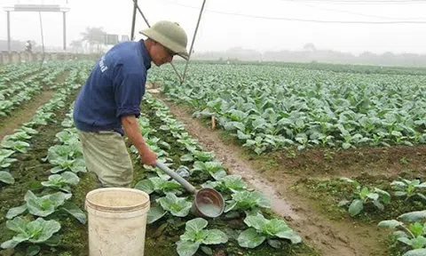 Hợp tác xã hướng đến sản xuất đa mục tiêu