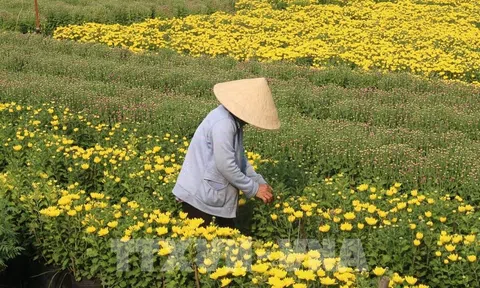 Trà Vinh dự báo thất thu vụ hoa cảnh Tết