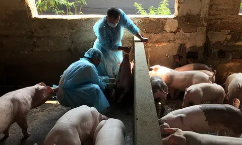 Quảng Ngãi khẩn trương ngăn chặn bệnh dịch tả lợn châu Phi