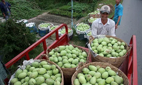 Tìm đầu ra cho sản phẩm trái cây các tỉnh, thành phía Nam