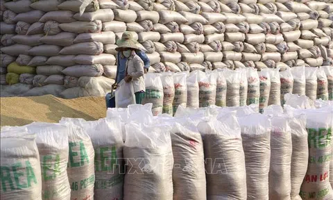 Thị trường nông sản thế giới: Giá gạo Ấn Độ, Thái Lan đều giảm