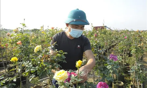 Làng hoa Hạ Lôi chuyển hướng sản xuất thích ứng với dịch bệnh