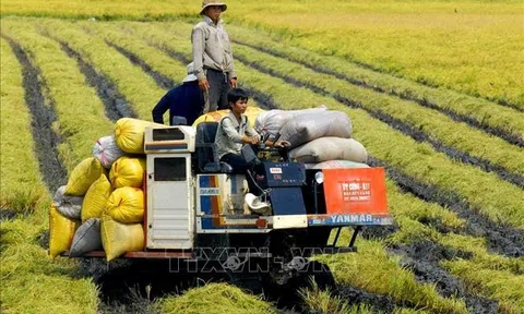 Thị trường nông sản tuần qua: Giá lúa, gạo ổn định