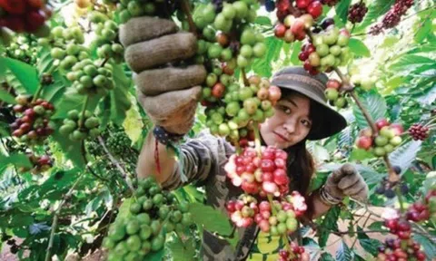 Xây dựng vùng sản xuất cà phê chất lượng cao
