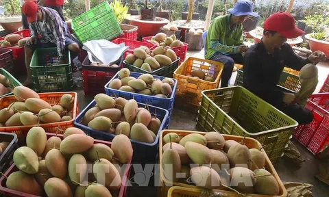 Nhà vườn tại Trà Vinh thua lỗ vì giá trái cây giảm mạnh