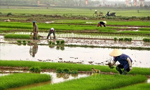 Nâng cao chất lượng, thúc đẩy tiêu thụ sản phẩm cây vụ Đông