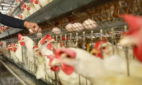 Thêm quốc gia ghi nhận dịch dịch cúm gia cầm bùng phát