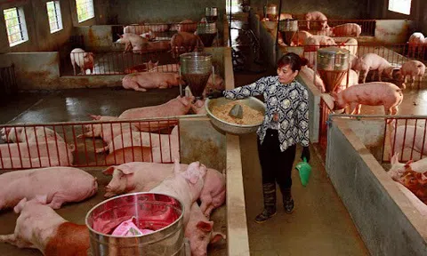 Thừa Thiên - Huế đẩy mạnh kết nối đầu ra nông sản trong mùa dịch