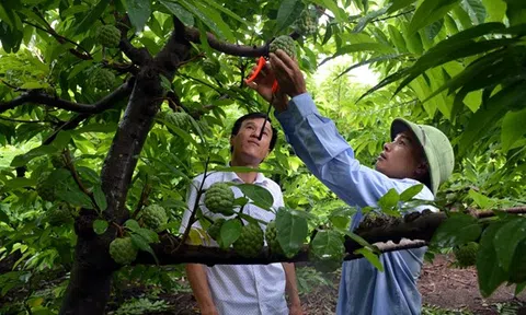 Sơn La phát triển hợp tác xã gắn với tái cơ cấu nông nghiệp