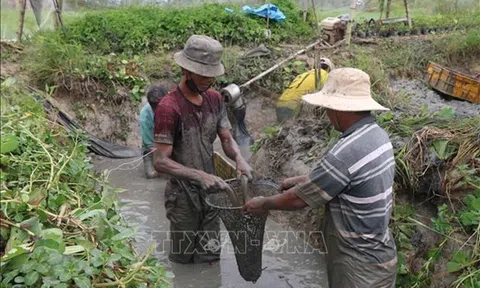 Trà Vinh đưa cán bộ kỹ thuật trực tiếp hỗ trợ nông dân sản xuất