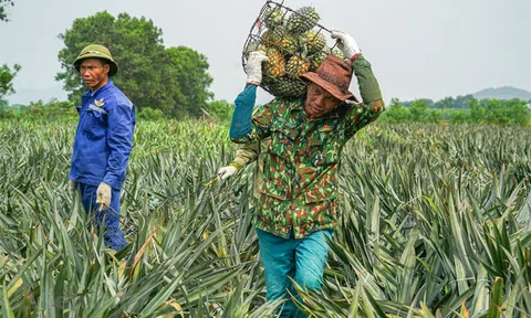Hậu Giang thúc đẩy tăng trưởng kim ngạch xuất khẩu nông sản