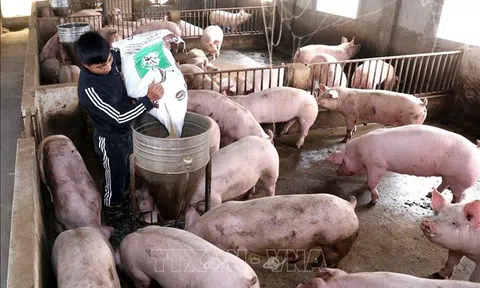 Người chăn nuôi lợn đối mặt với nhiều khó khăn