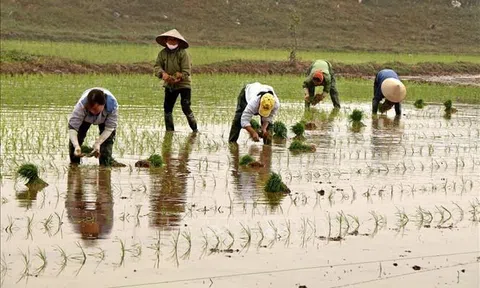 Trà Vinh gieo sạ vụ Đông Xuân dứt điểm trong tháng 12 để tránh hạn, mặn