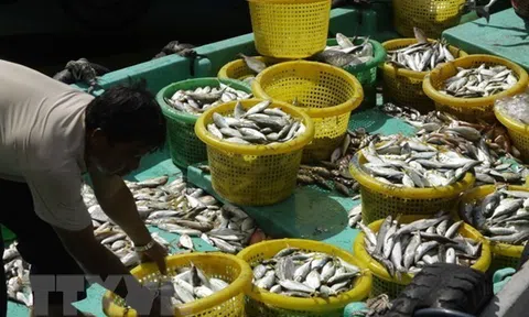 Kim ngạch xuất khẩu của Kiên Giang tăng hơn 7%