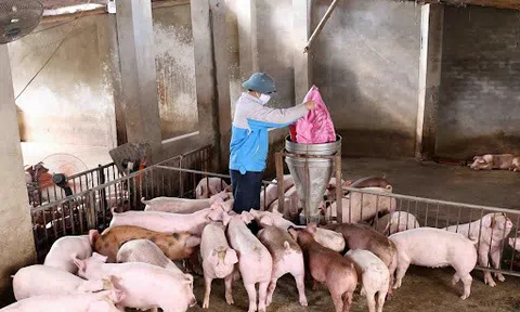 Trà Vinh hỗ trợ di dời cơ sở chăn nuôi