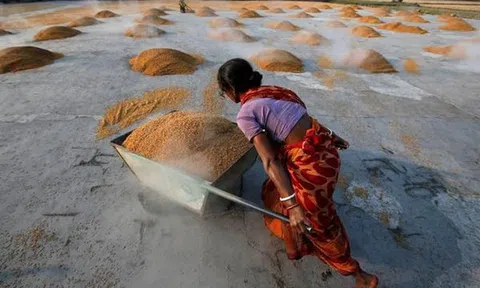 Thị trường nông sản tuần qua: Giá gạo Ấn Độ giảm xuống mức thấp của 5 năm