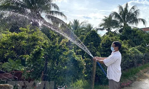 Người trồng mai Vĩnh Long thấp thỏm lo vụ Tết