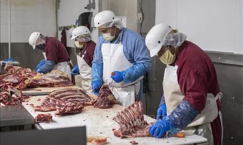 Mỹ: Tỷ suất lợi nhuận của các công ty chế biến thịt tăng 300%