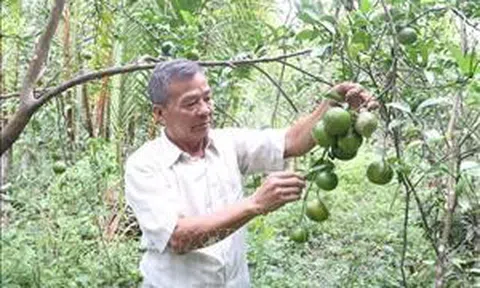 Trà Vinh tập trung củng cố các hợp tác xã nông nghiệp