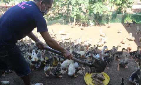 Bà Rịa- Vũng Tàu: Giải pháp giảm chi phí sản xuất, chăn nuôi