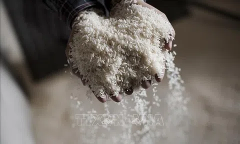 Thái Lan còn tồn kho 220.000 tấn gạo chất lượng thấp