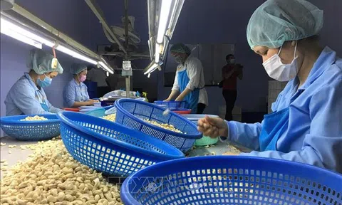 Vượt rào cản, xuất khẩu điều về đích