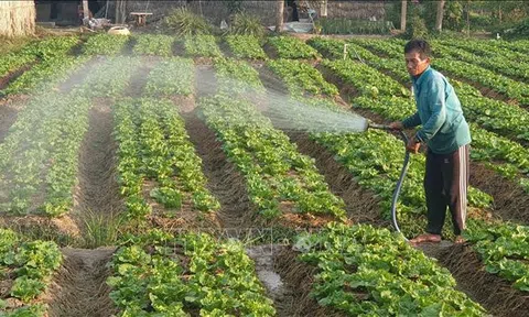 Trà Vinh: trồng rau màu thu nhập cao nhờ được giá