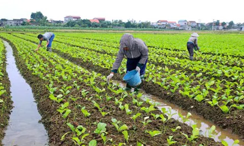 Gia tăng giá trị cho cây trồng vụ Đông